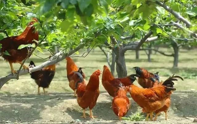 抓住這個(gè)風(fēng)口，青龍帶你在農(nóng)村年入20萬(wàn)不是夢(mèng)！